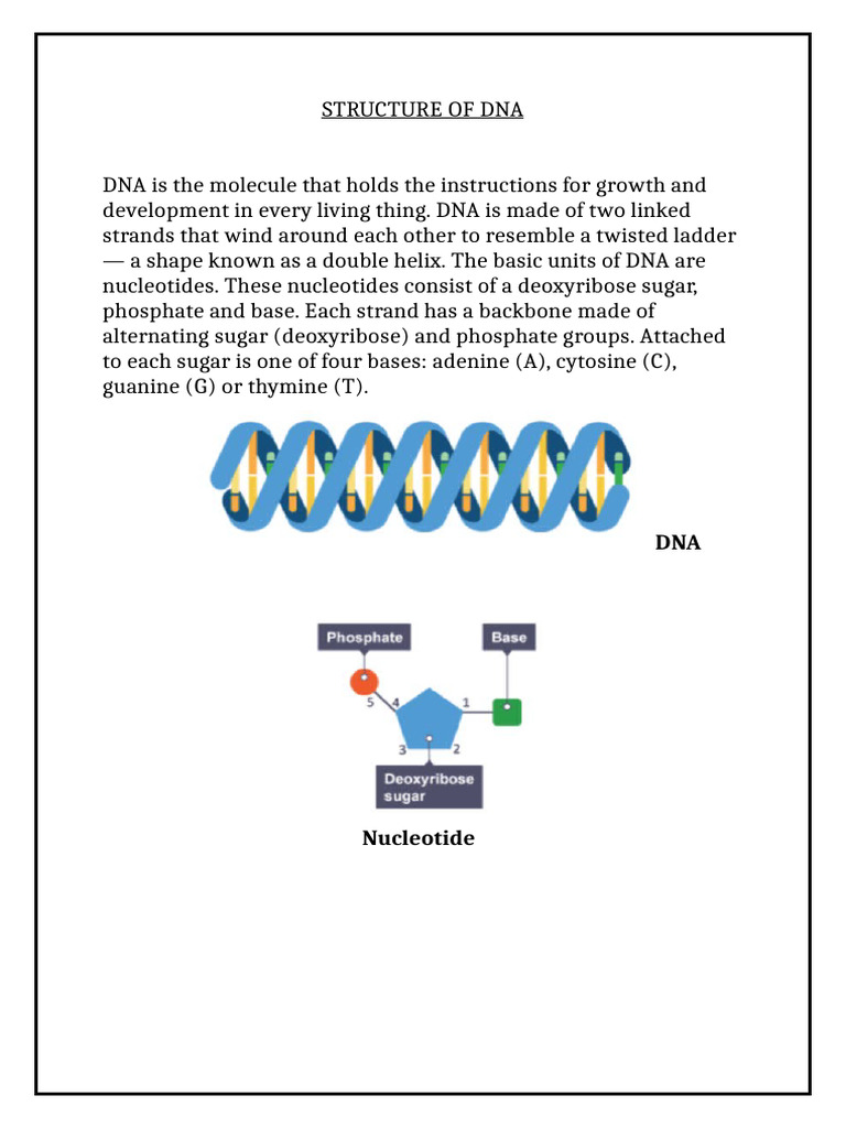 DNA Structure and Double Helix Overview | PDF