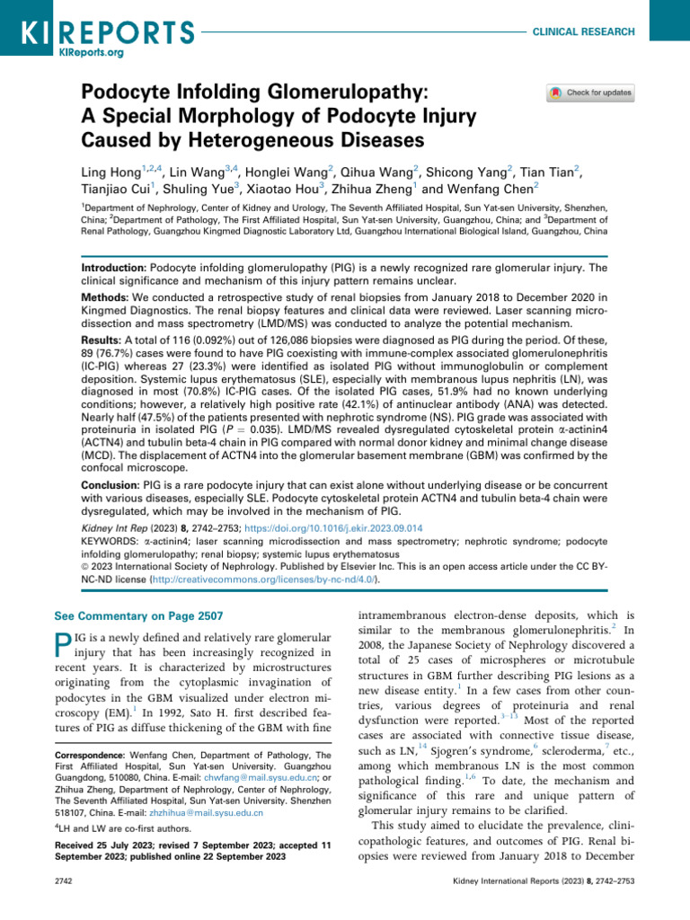 Podocyte Infolding Glomerulopathy Insights | PDF | Kidney | Nephrology