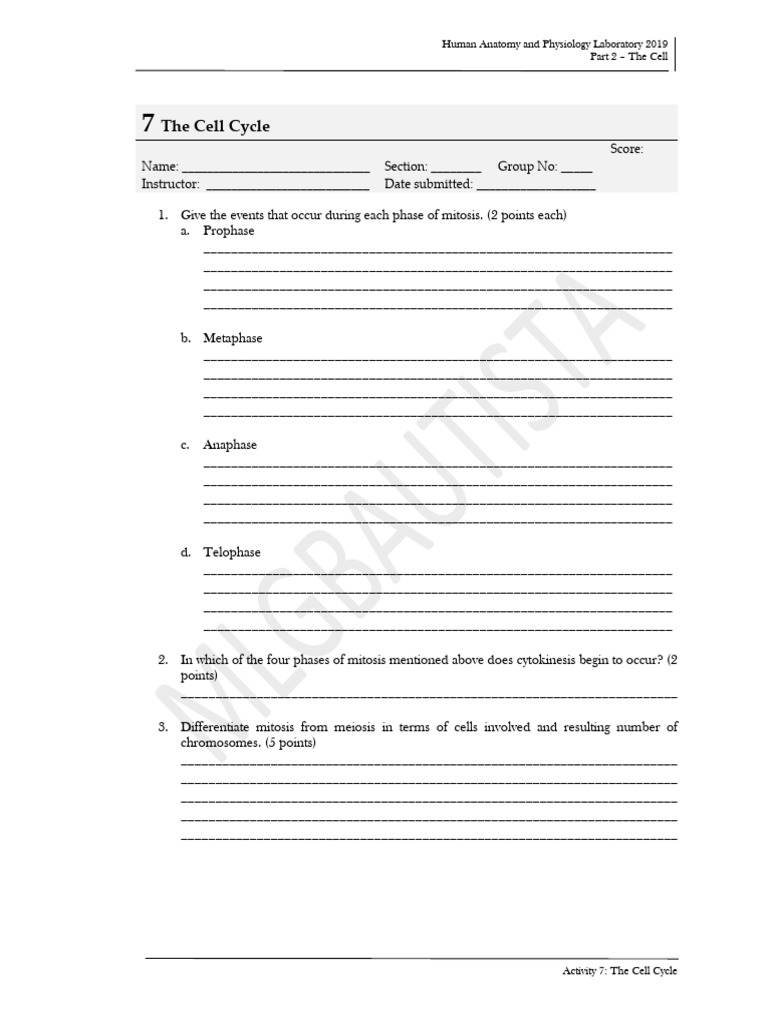 Activity 7 - The Cell Cycle - Modified | PDF | Mitosis | Systems Biology