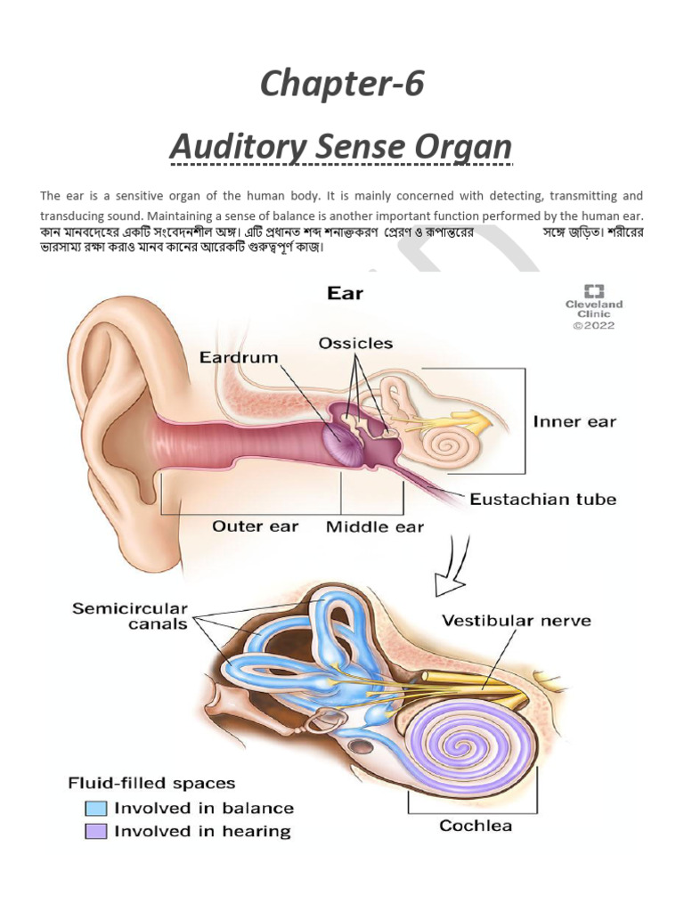 Ear Final | PDF