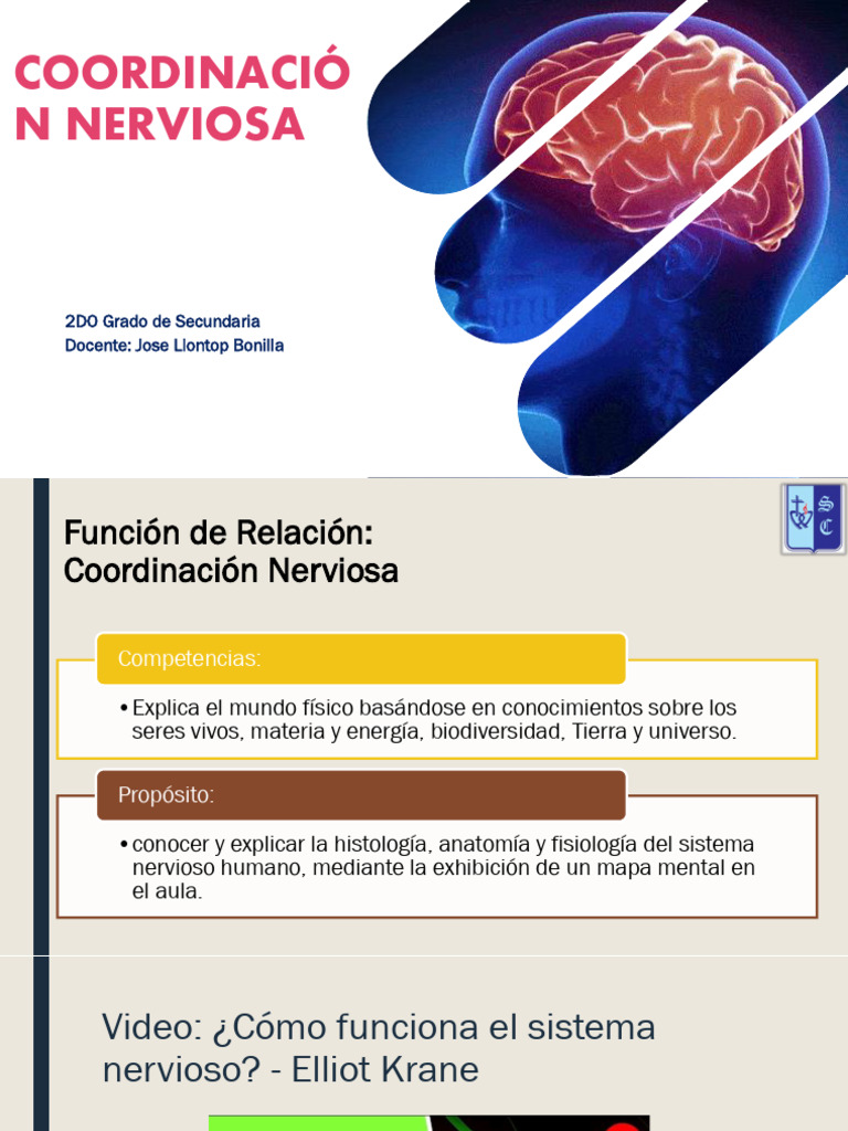 Función y Estructura del Sistema Nervioso | PDF | Sinapsis | Sistema ...