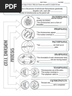 Drawing Out The Phases of Mitosis: 1. Interphase | PDF