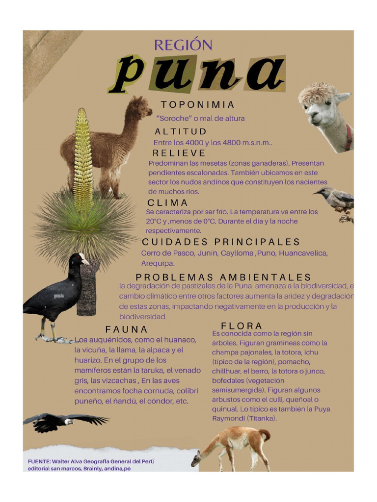 PUNA | PDF