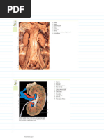 Gerota's Fascia: Anatomy and Imaging Insights | PDF | Kidney | Medical ...