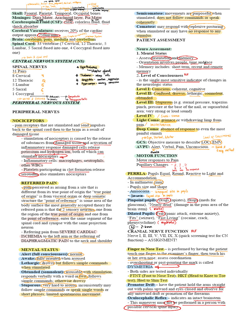 Central Nervous System Overview | PDF | Central Nervous System ...
