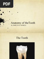 Understanding Tooth Structure and Function | PDF | Language Arts ...