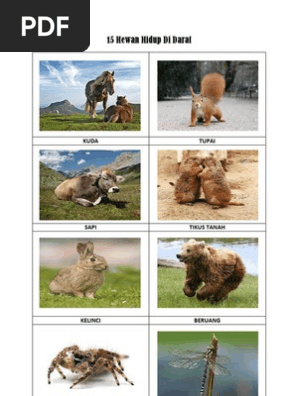 870 Gambar Hewan Darat Air Dan Udara HD