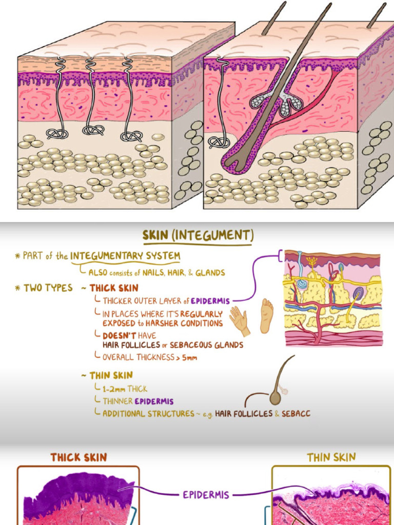 SKIN | PDF