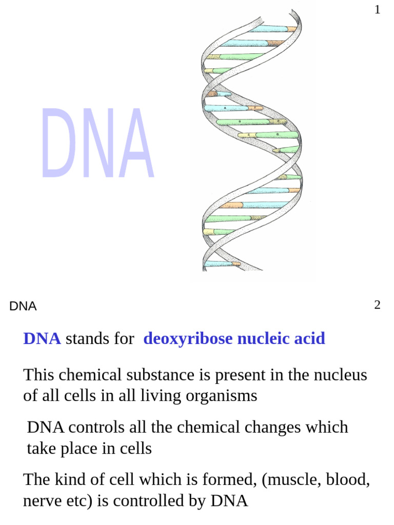 Dna Final | PDF | Dna | Nucleotides