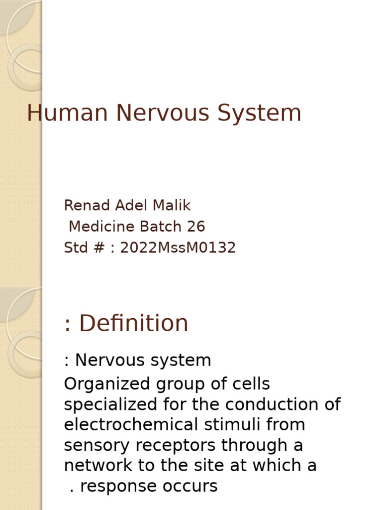 Overview of the Human Nervous System | PDF