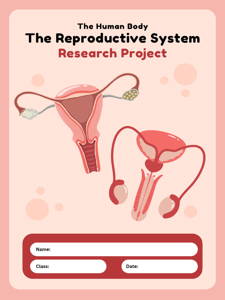 Human Reproductive System Overview | PDF