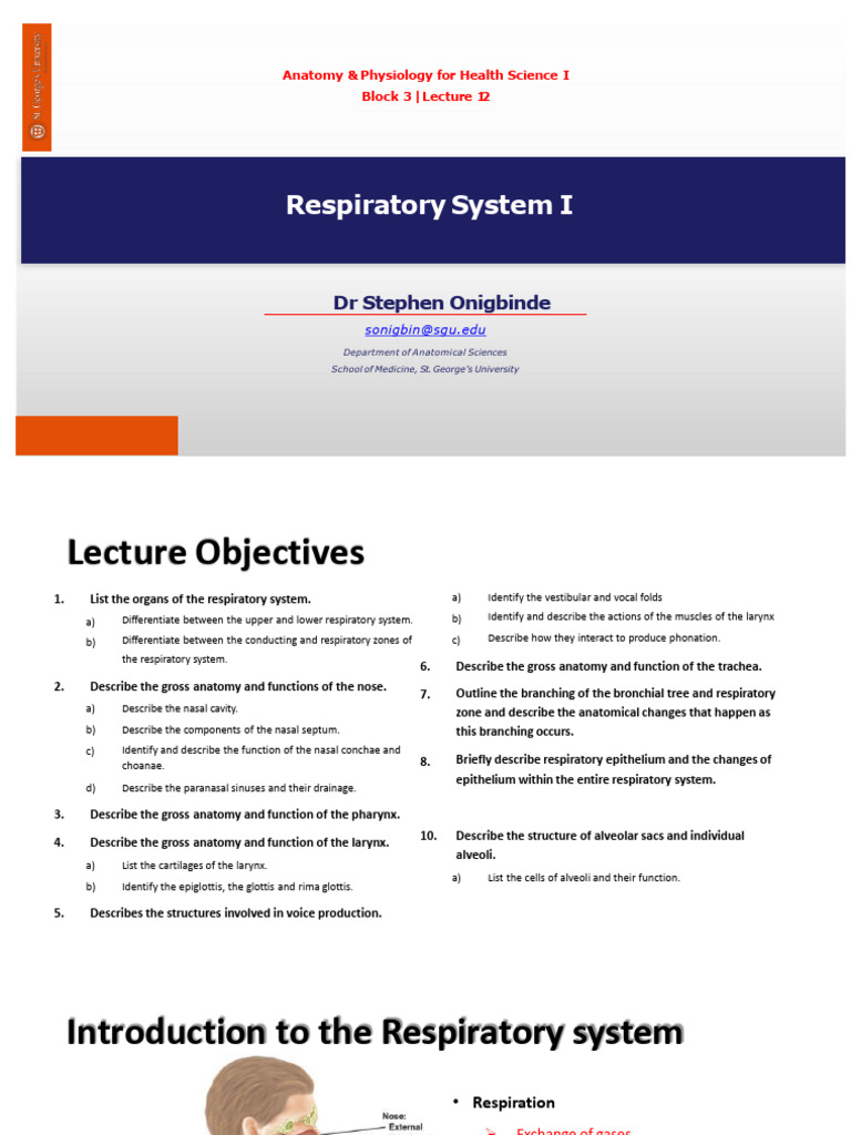 Respiratory System Anatomy Overview | PDF | Respiratory Tract | Lung