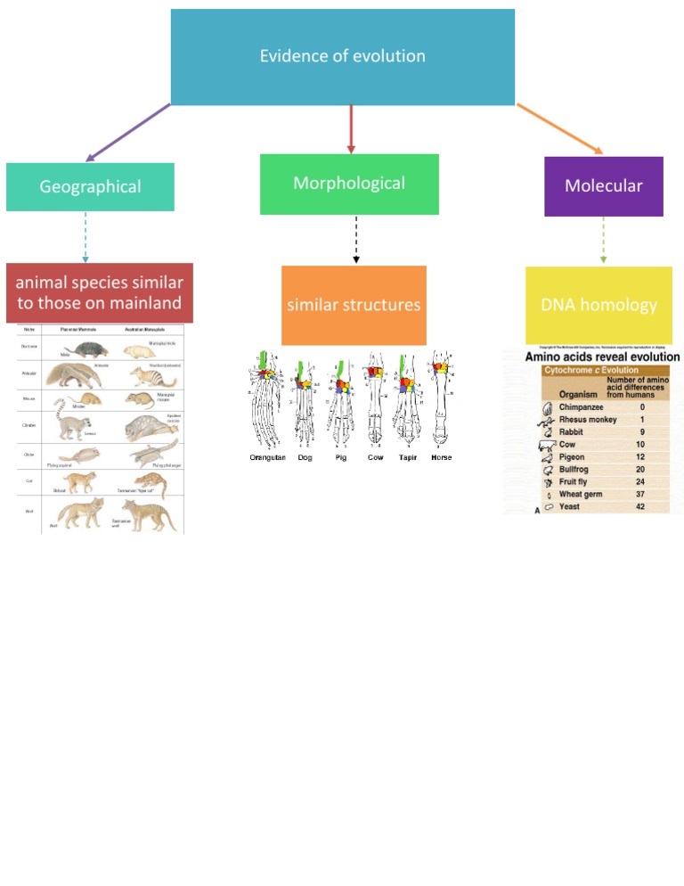 Evidence Of Evolution PDF