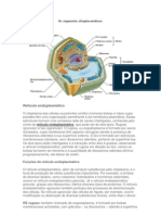 Retículo Endoplasmático