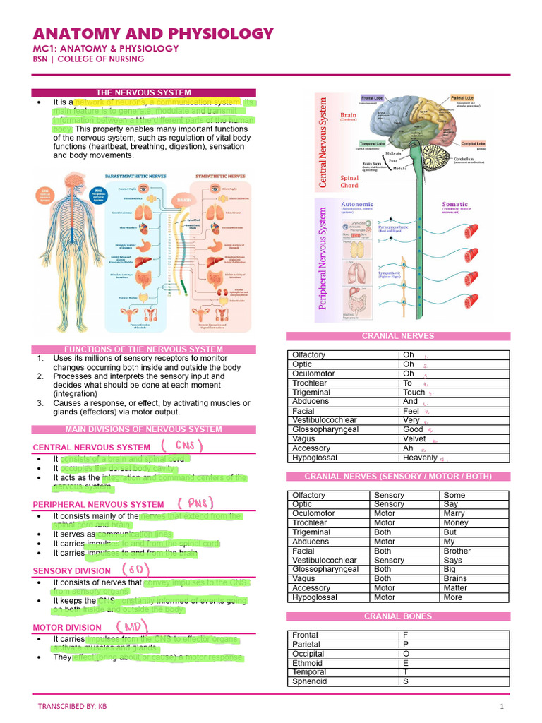 Nervous System and Blood Physiology Guide | PDF | Coagulation | Lung
