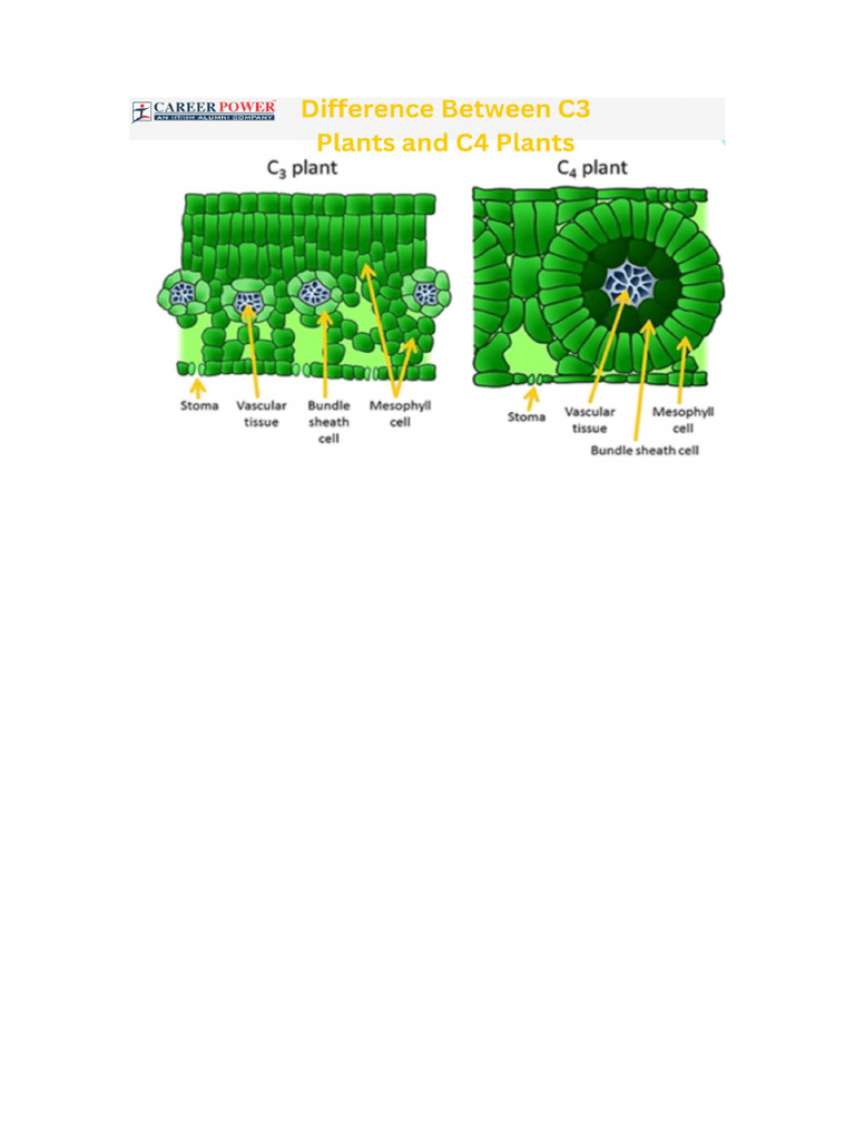 c3 Image | PDF