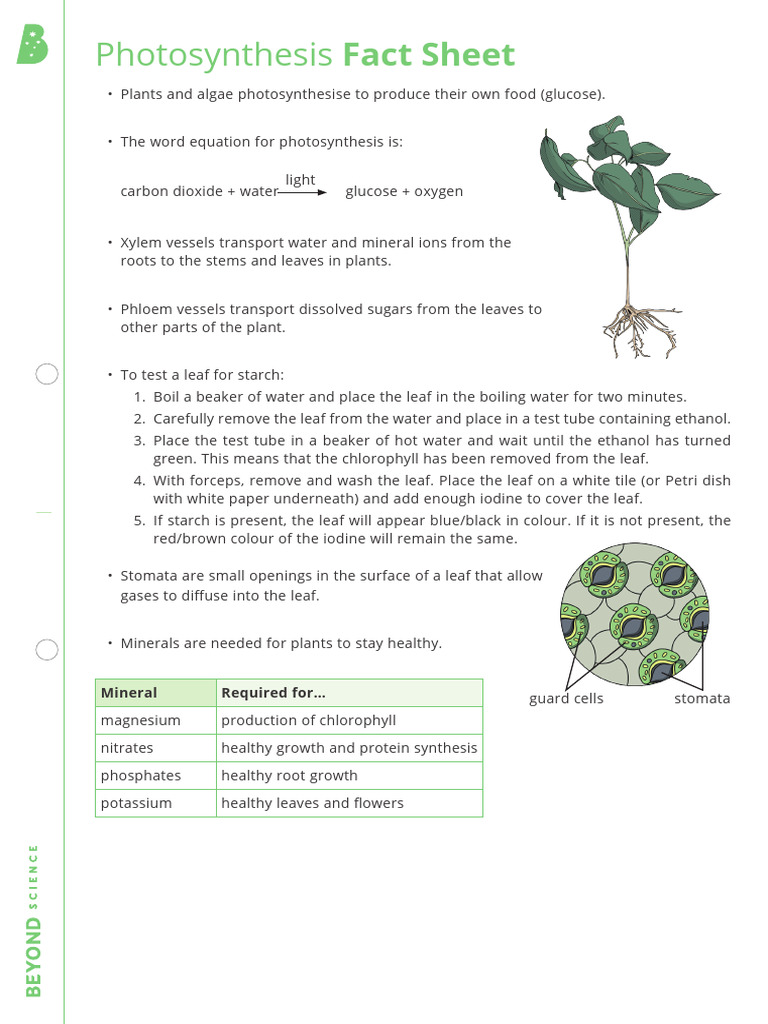 Photosynthesis Overview and Testing | PDF