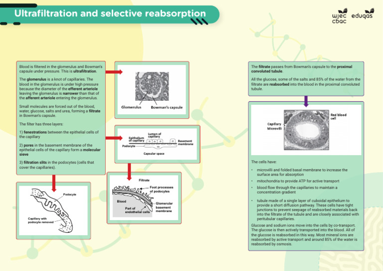 Kidney Ultrafiltration & Reabsorption | PDF | Cell Biology | Anatomy