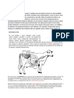 Herbívoros ecuatorianos: vacas, ovejas, conejos y más