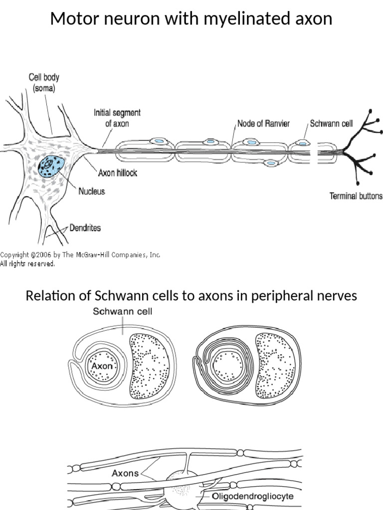 Nerve Fiber Types and Impulse Conduction | PDF | Axon | Action Potential