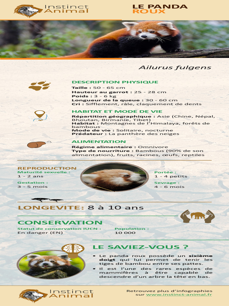 Caractéristiques du panda roux | PDF