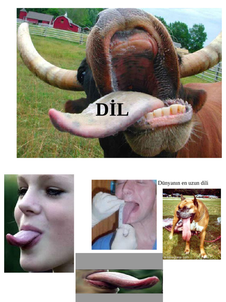 Dil | PDF