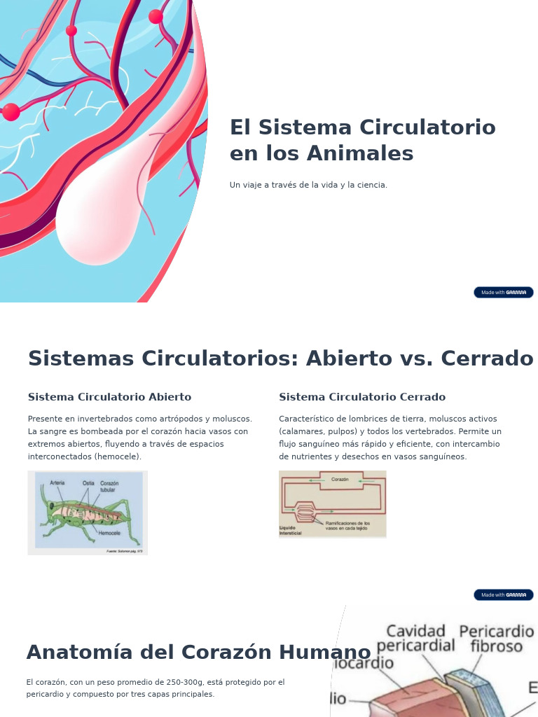 Sistema Circulatorio en Animales y Humanos | PDF | Sistema circulatorio ...