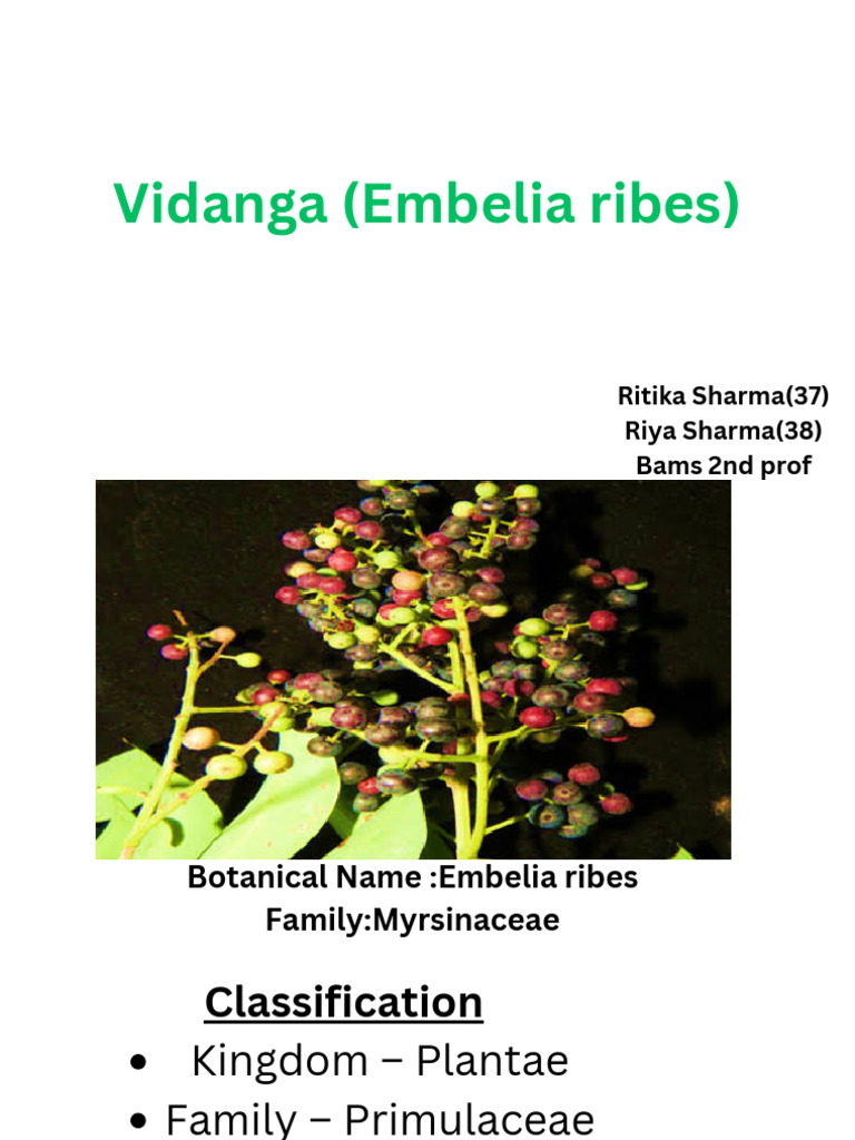 Vidanga (Embelia Ribes) PDF | PDF | Flowers | Plants