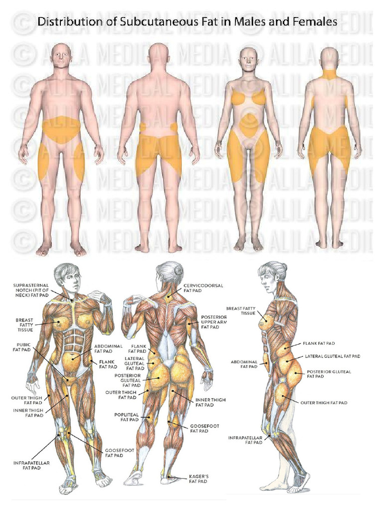 Muscle Chart | PDF