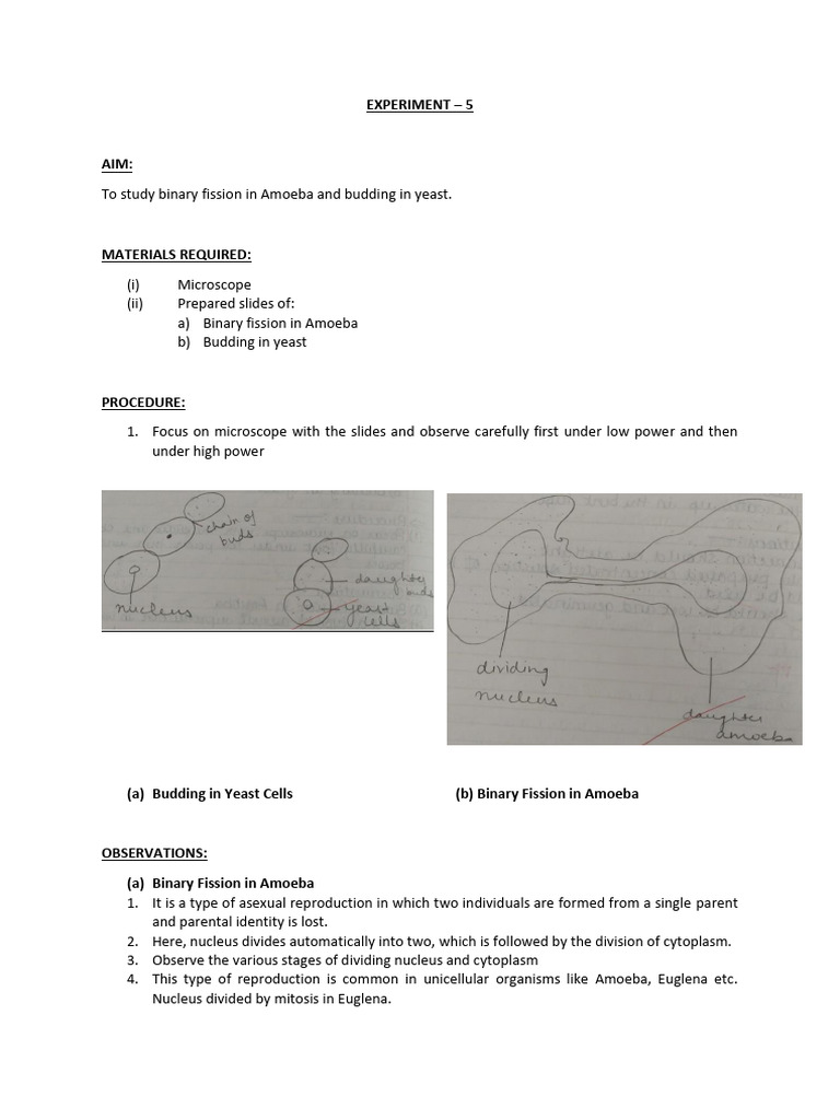 Binary Fission in Amoeba and Budding | PDF