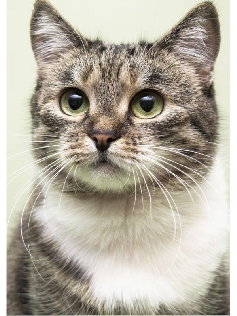 Cat 2 | PDF