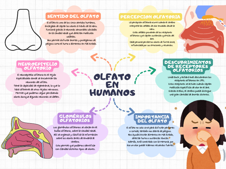 Gráfica Mapa Conceptual Creativo Colorido | PDF | Rinología | Olfato