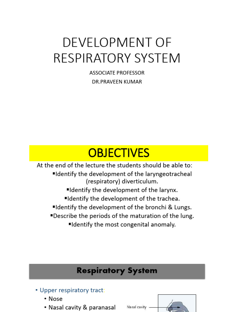 Honey And Fetal Respiratory System Development Reference: Larynx Development In Embryology Pdf Respiratory Tract