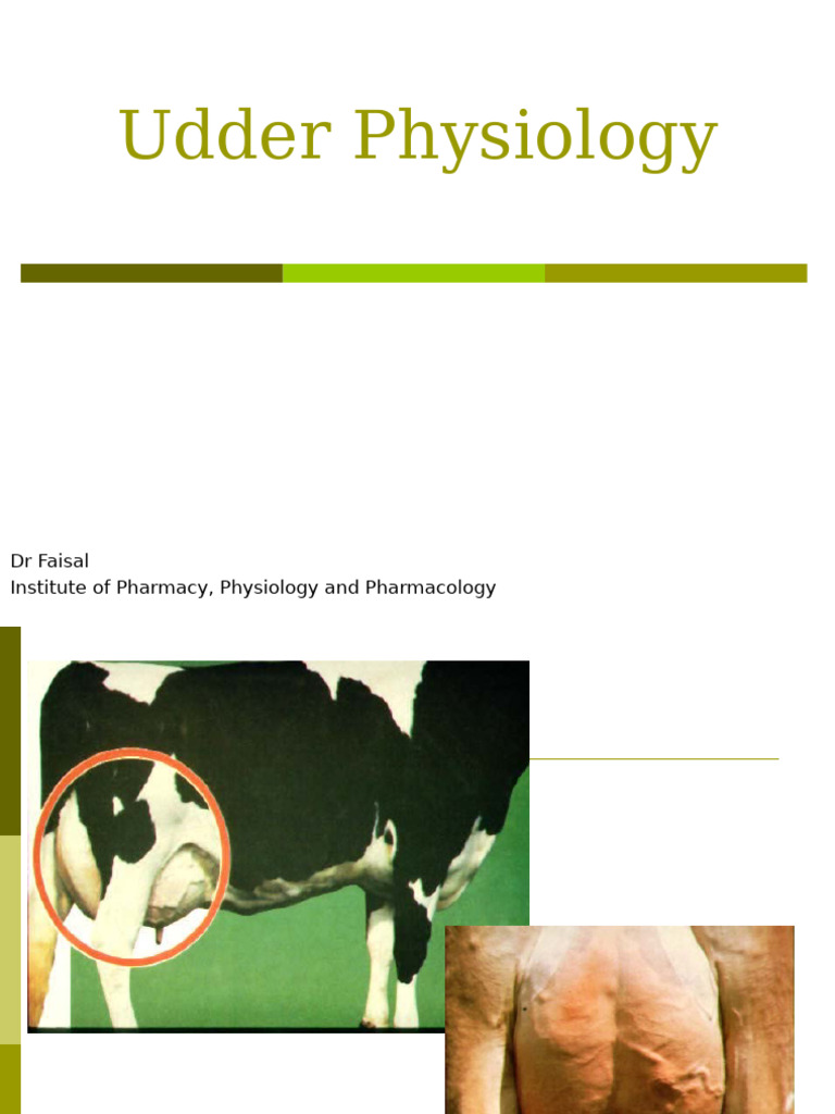Udder Physiology and Milk Production | PDF | Lymph | Fat