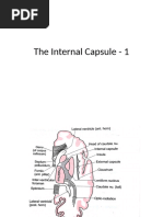 Internal Capsule: Anatomy and Function | PDF | Cerebrum | Neuroanatomy