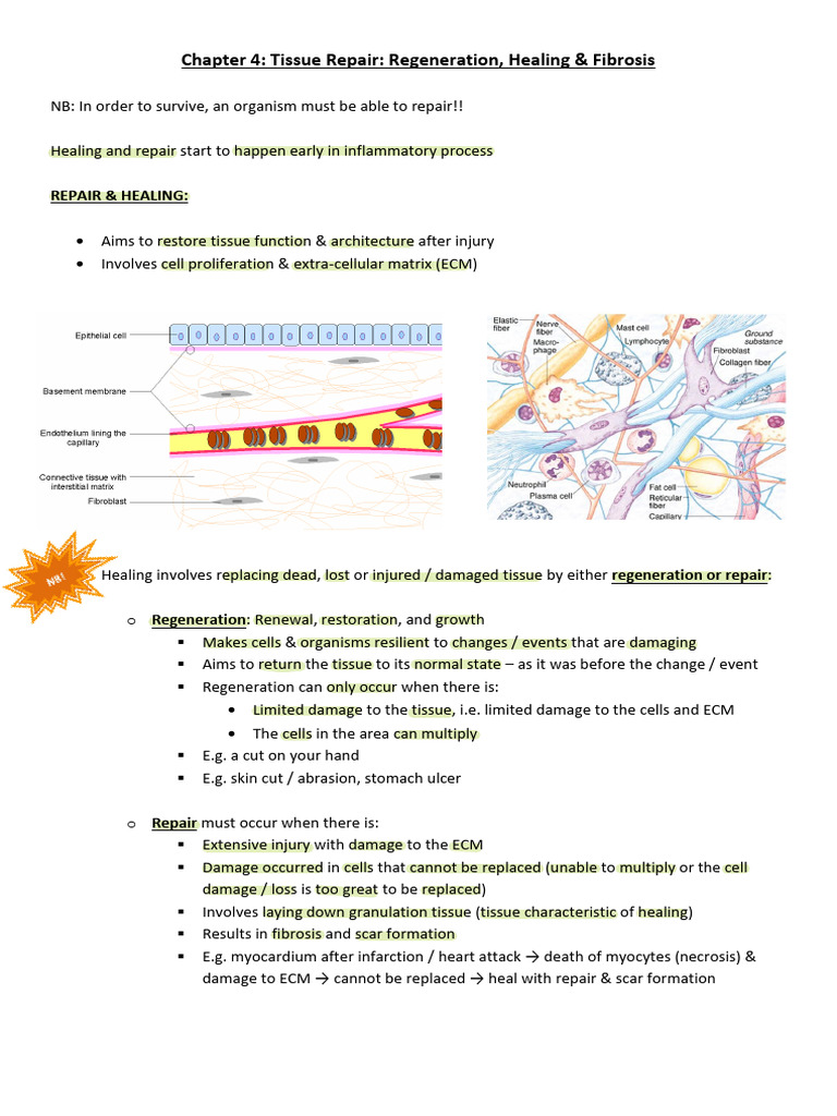 Tissue Repair: Mechanisms and Processes | PDF | Wound Healing | Healing