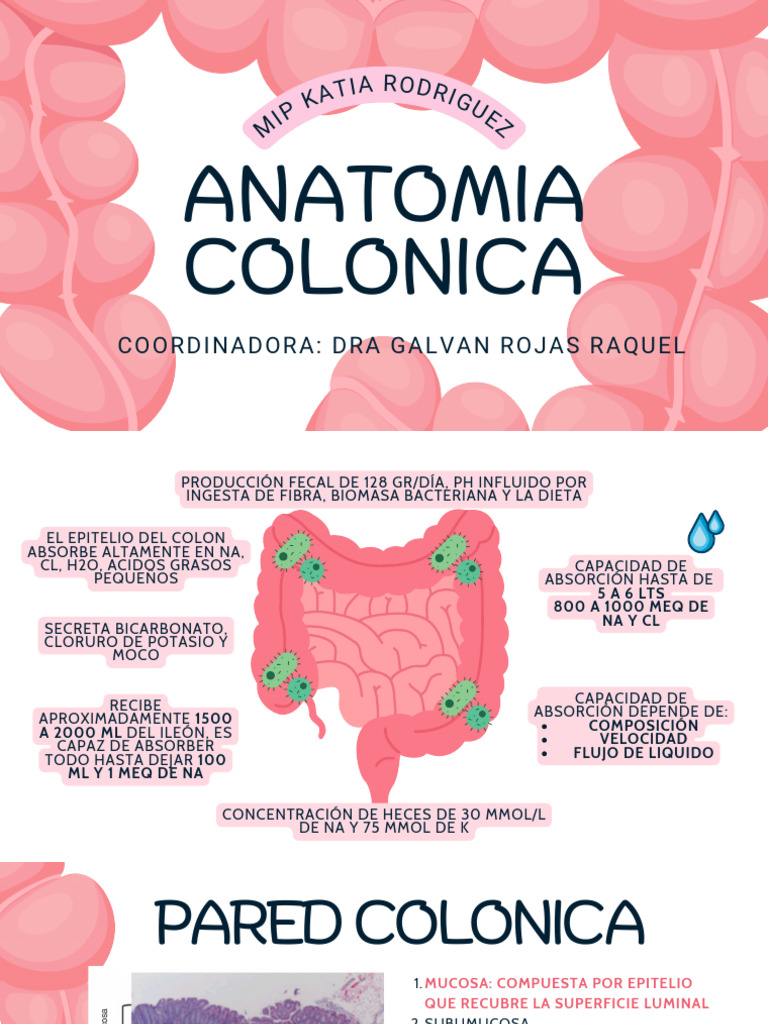 Anatomia Colonica | PDF | Epitelio | Membrana mucosa