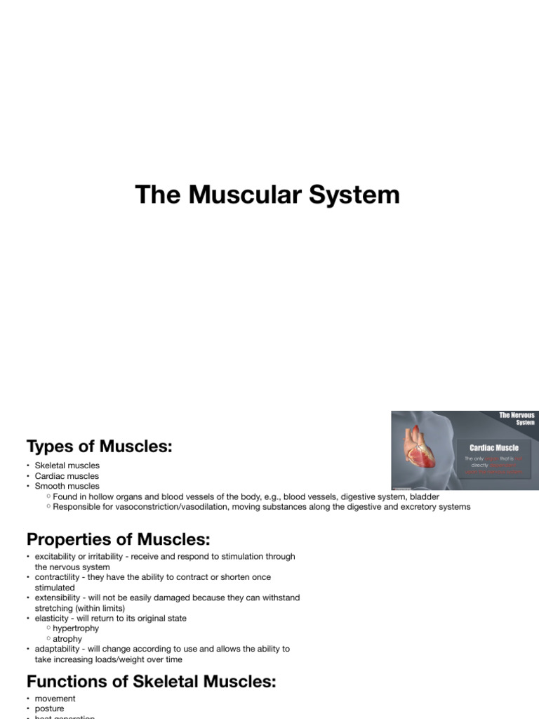 Understanding the Muscular System | PDF | Muscle Contraction | Skeletal ...
