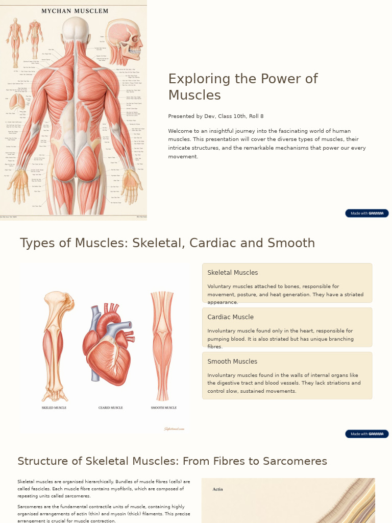 Understanding Human Muscle Anatomy | PDF | Skeletal Muscle | Muscle ...