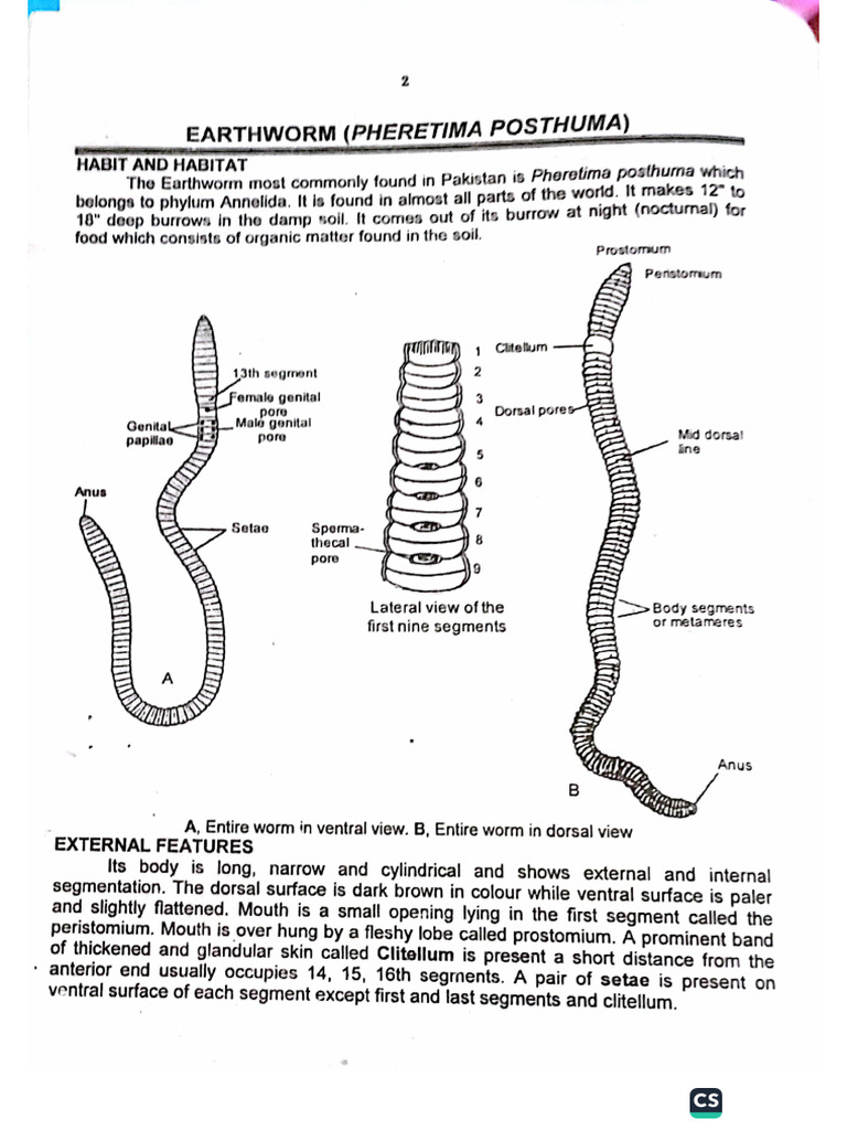 Earthworm (1) S DFVNDF-VNDFNVPFVNSFNVJNSFKJS | PDF