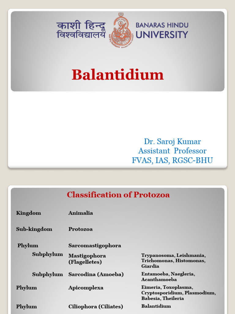 Balantidium coli Life Cycle Overview | PDF | Protozoa | Microbiology