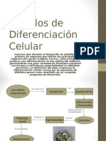 Modelos de Diferenciación Celular