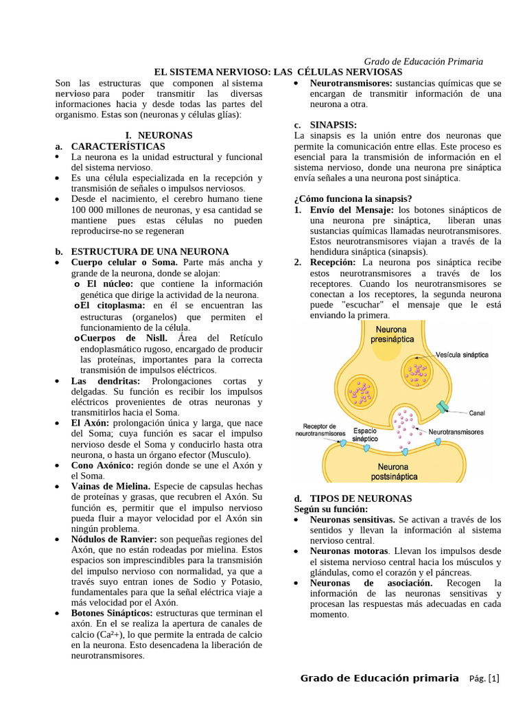 Estructura y función de la neurona | PDF | Sinapsis | Neurona