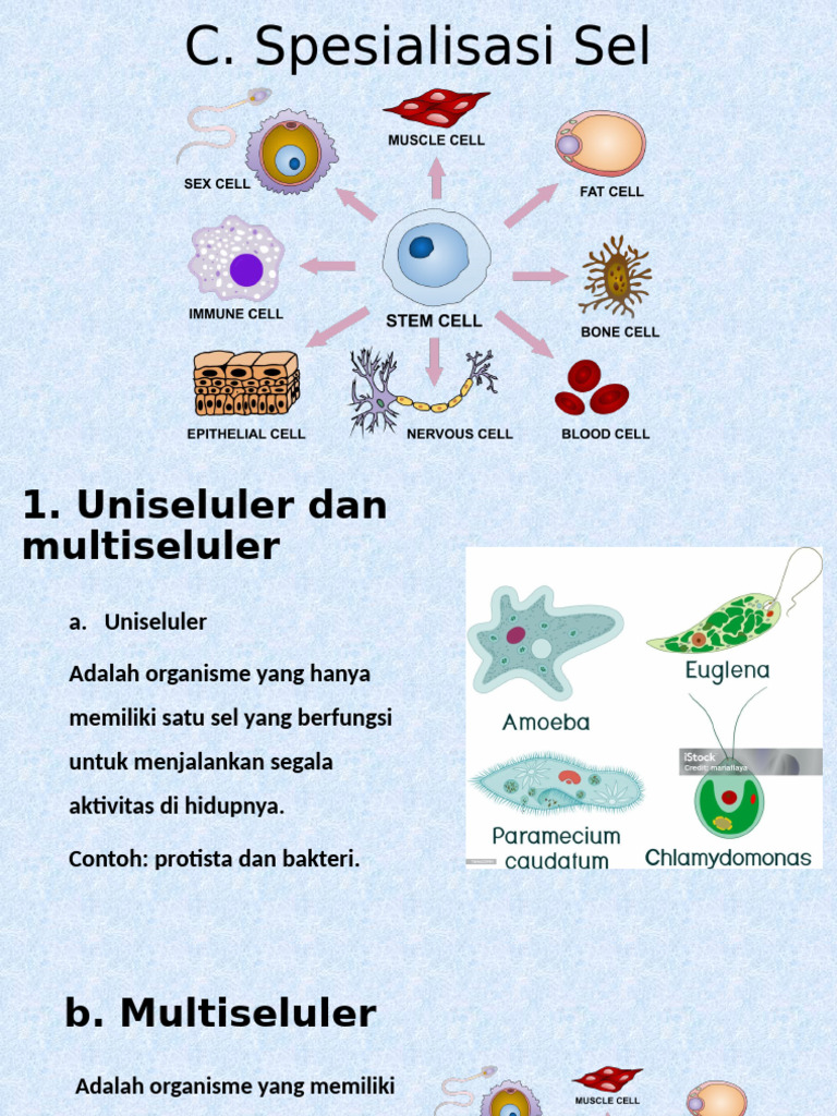 Spesialisasi Sel dalam Organisme Multiseluler | PDF