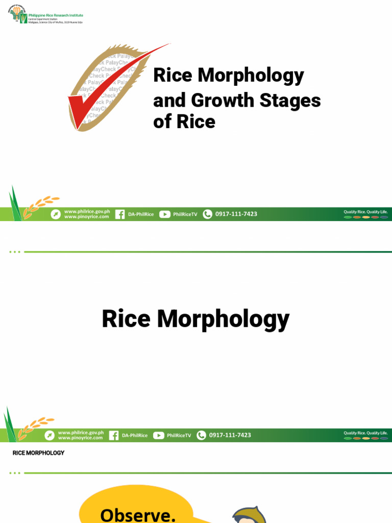 Rice Morphology and Growth Stages | PDF | Rice | Germination