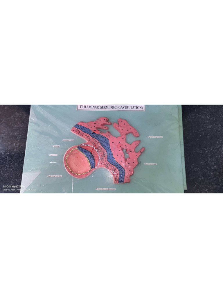 Embryology Yash | PDF