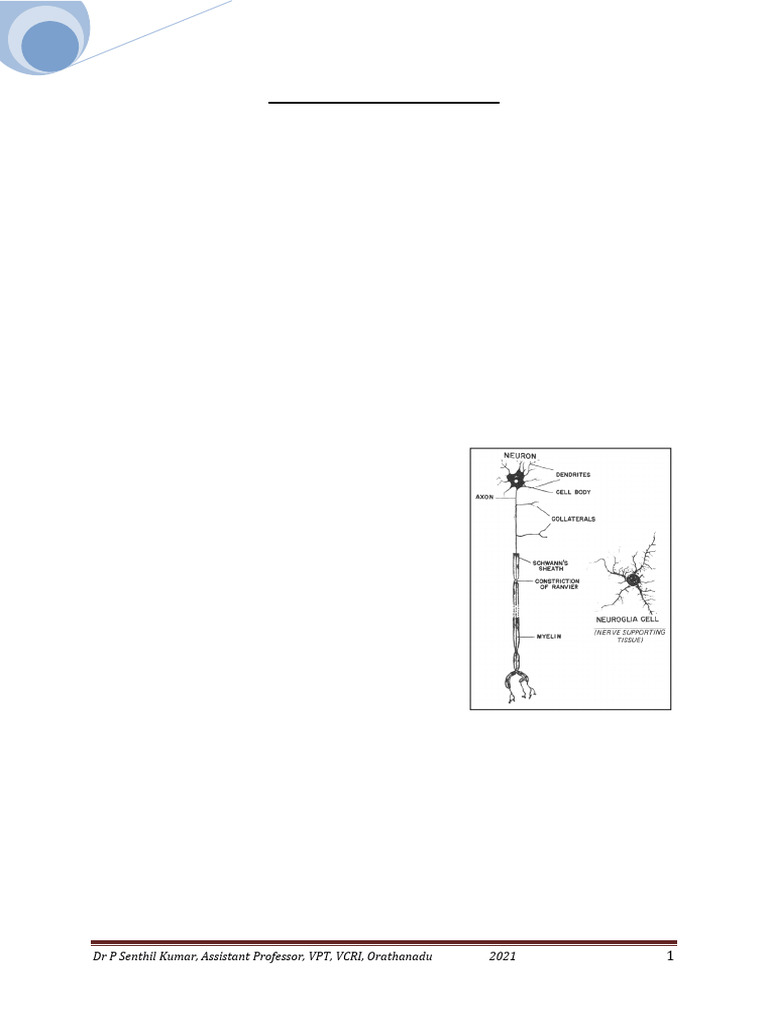 CNS Overview in Neuroanatomy | PDF | Neurotransmitter | Neuron