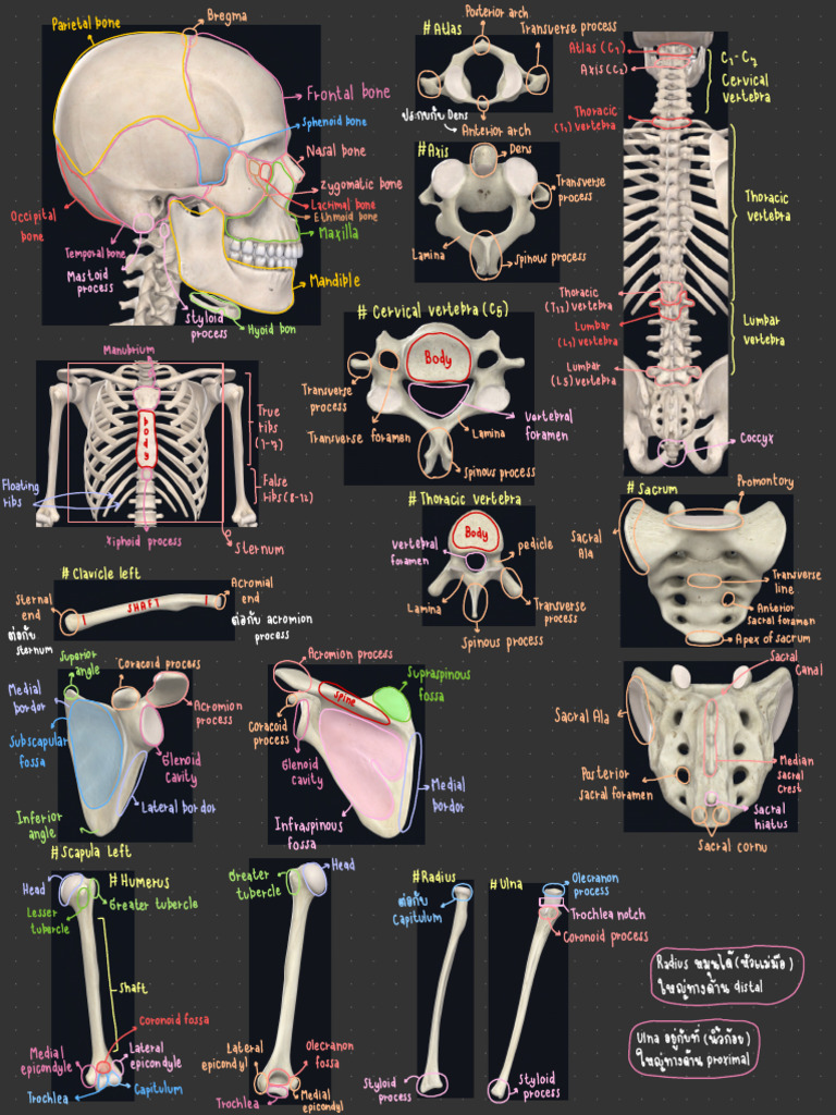 Anatomy of the Human Skeleton | PDF | Vertebra | Skeletal System