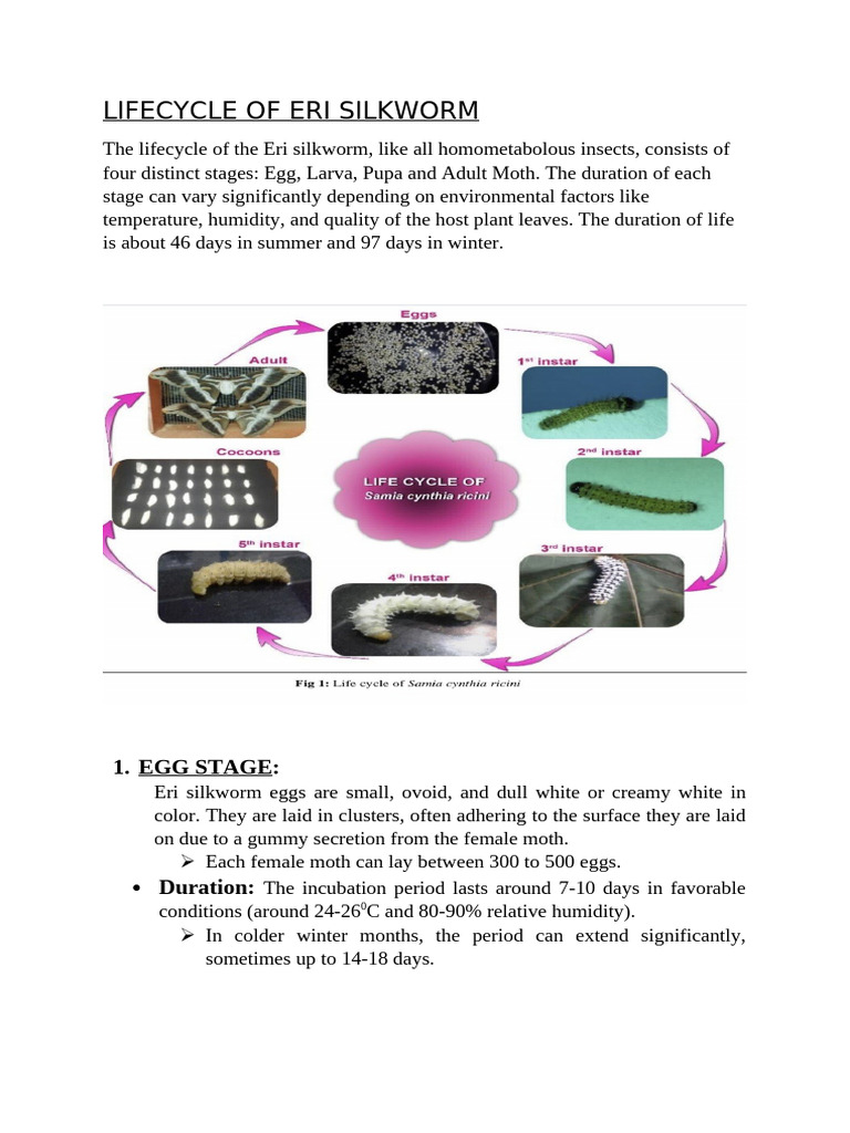 Lifecycle of Eri Silkworm | PDF | Pupa | Insects