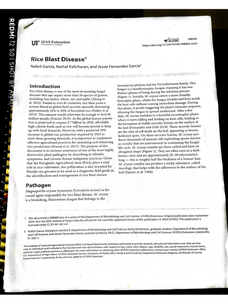 Rice Blast Disease | PDF